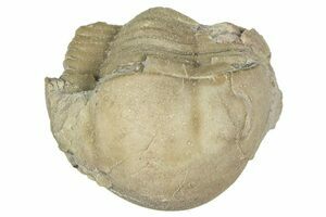 Two Flexicalymene Trilobite Fossils - Mt. Orab, Ohio (#201133) For