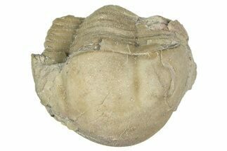 Bargain, Enrolled Illaenus Trilobite Fossil - Russia #363274