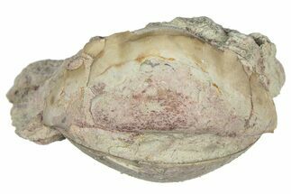 Bargain, Enrolled Illaenus Trilobite Fossil - Russia #363278