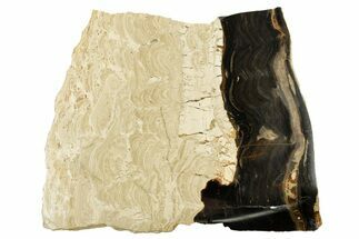 Polished Fossil Stromatolite (Columnacollenia) Slab - Crimea #363017