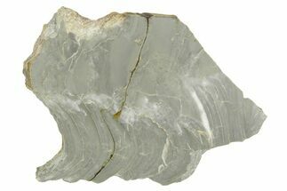 Polished Precambrian Stromatolite (Kussiella) Section - Russia #363021