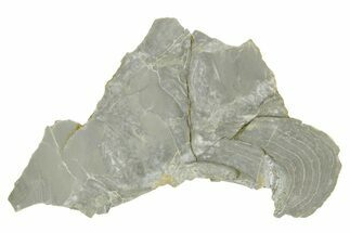 Polished Precambrian Stromatolite (Kussiella) Slab - Russia #363022