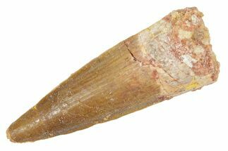Fossil Spinosaurus Tooth - Real Dinosaur Tooth #363055