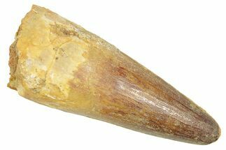 Fossil Spinosaurus Tooth - Real Dinosaur Tooth #363058
