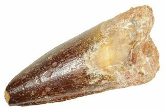 Fossil Spinosaurus Tooth - Feeding Worn Tip #363065