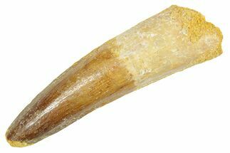 Fossil Spinosaurus Tooth - Real Dinosaur Tooth #363069