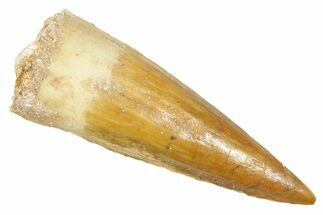 Fossil Spinosaurus Tooth - Real Dinosaur Tooth #363076