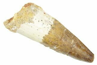 Fossil Spinosaurus Tooth - Real Dinosaur Tooth #363099