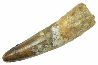 Fossil Spinosaurus Tooth - Real Dinosaur Tooth #363481