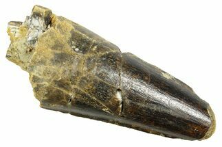 Fossil Spinosaurus Tooth - Feeding Worn Tip #363484