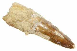 Fossil Spinosaurus Tooth - Real Dinosaur Tooth #363485