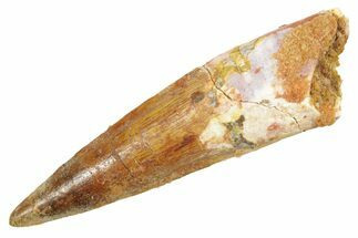 Fossil Spinosaurus Tooth - Real Dinosaur Tooth #363487