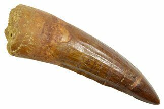 Fossil Spinosaurus Tooth - Real Dinosaur Tooth #363493