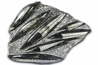 Polished Fossil Orthoceras (Cephalopod) Plate - Morocco #359667