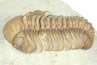 Paciphacops Trilobite - Black Cat Mountain, Oklahoma #362987