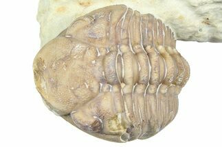 Enrolled Kainops Trilobite - Black Cat Mountain, Oklahoma #362989