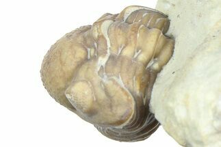 Enrolled Kainops Trilobite - Black Cat Mountain, Oklahoma #362993