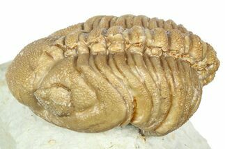 Bargain, Lochovella Trilobite - Black Cat Mountain, Oklahoma #363003