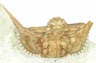 Bargain, Enrolled Spiny Trilobite (Kettneraspis) - Oklahoma #363005
