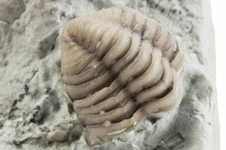 Bargain, Partial Estoniops Exilis Trilobite - Russia #363241