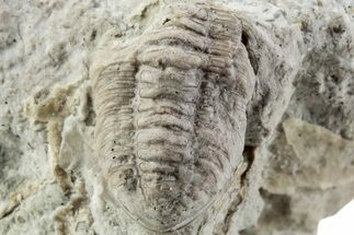 Bargain, Partial Estoniops Exilis Trilobite - Russia #363258
