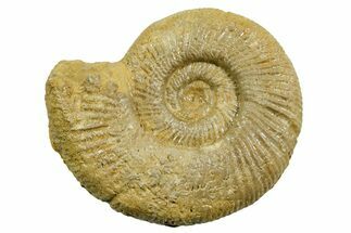 Jurassic Ammonite (Perisphinctes) Fossil - France #363586