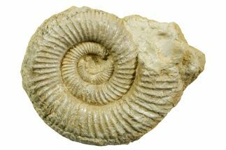 Jurassic Ammonite (Perisphinctes) Fossil - France #363595