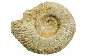 Jurassic Ammonite (Perisphinctes) Fossil - France #363598