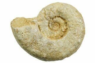 Jurassic Ammonite (Perisphinctes?) Fossil - France #363609