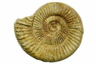 Jurassic Ammonite (Perisphinctes) Fossil - France #363632