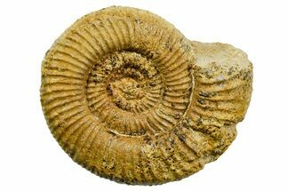 Jurassic Ammonite (Perisphinctes) Fossil - France #363640