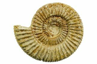 Jurassic Ammonite (Perisphinctes) Fossil - France #363645