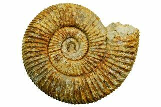 Jurassic Ammonite (Perisphinctes) Fossil - France #363652