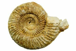Jurassic Ammonite (Perisphinctes) Fossil - France #363653
