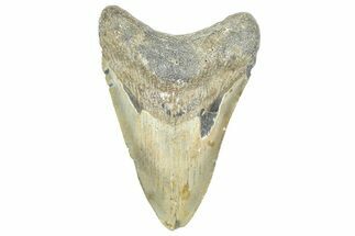 Fossil Megalodon Tooth - North Carolina #363714