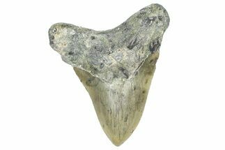 Fossil Megalodon Tooth - North Carolina #363720