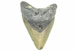 Fossil Megalodon Tooth - North Carolina #363721