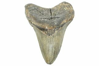 Serrated, Fossil Megalodon Tooth - North Carolina #363729