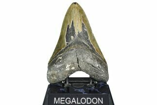 Serrated, Fossil Megalodon Tooth - North Carolina #363746
