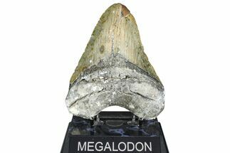 Fossil Megalodon Tooth - North Carolina #363750