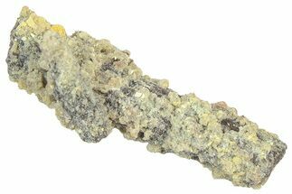 Devonian Petrified Wood (Callixylon) Section - Oldest True Wood #363280