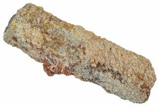 Devonian Petrified Wood (Callixylon) Section - Oldest True Wood #363294