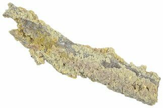 Devonian Petrified Wood (Callixylon) Section - Oldest True Wood #363298