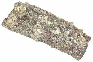 Devonian Petrified Wood (Callixylon) Section - Oldest True Wood #363300