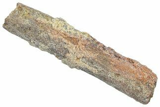 Devonian Petrified Wood (Callixylon) Section - Oldest True Wood #363304