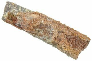 Devonian Petrified Wood (Callixylon) Section - Oldest True Wood #363312