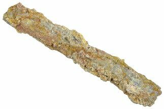 Devonian Petrified Wood (Callixylon) Section - Oldest True Wood #363315