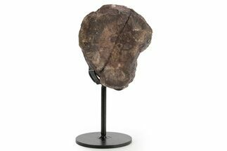 Fossil Theropod Vertebra Section w/ Metal Stand - Colorado #363575