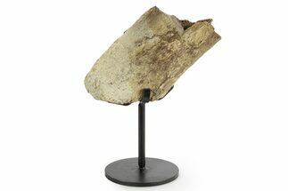 Fossil Triceratops Rib Section w/ Metal Stand - South Dakota #363605