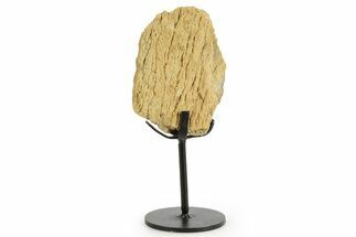 Fossil Triceratops Limb Section w/ Metal Stand - South Dakota #363618